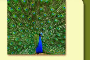 career development guidance